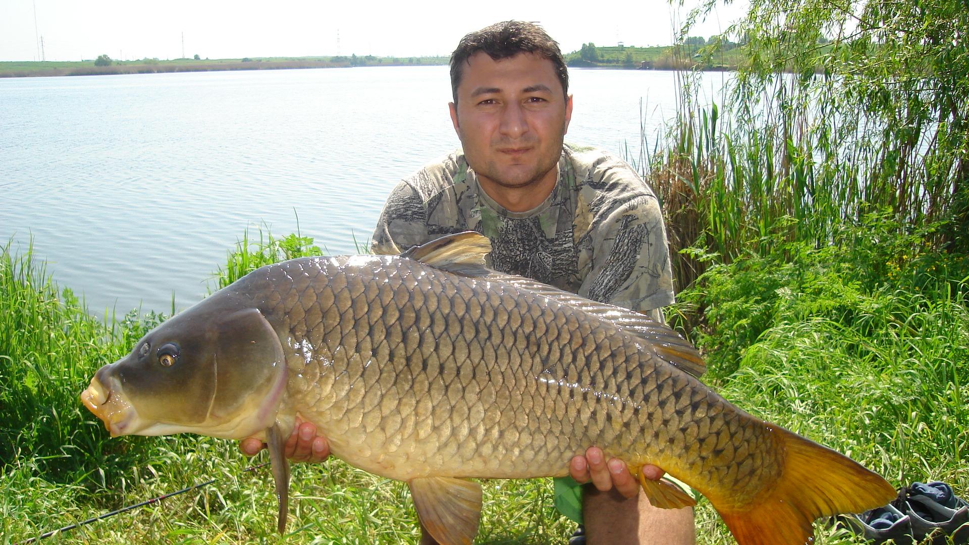 Tancabesti - Avicola